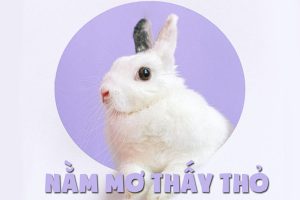 mở thấy thỏ