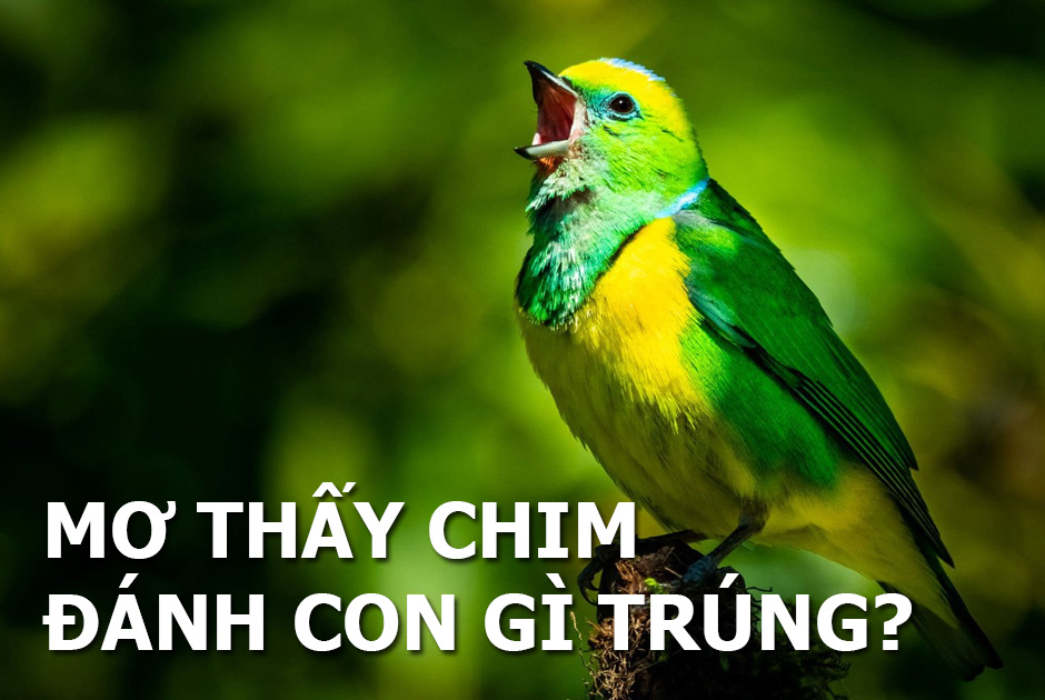 mơ thấy chim đánh con gì